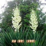 Ready Stock Fast Shipping Sisal Seeds Pineapple Seeds Pineapple Flower Seeds Four Seasons Evergreen 