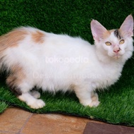 Kucing Ras Maine Coon Ped CFA Calico Breed Mainecoon by Desafa Cattery