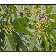 1kg Fresh/Dried Eucalyptus Leaves (TA)(Eucalyptus Leaves) Precious Herbs