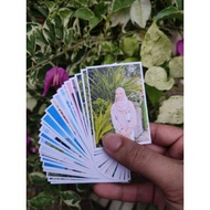 SIZE 1R 36PCS ( PRINT GAMBAR HIGH QUALITY | KALIS AIR )