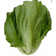 2 gram biji benih sayur sawi pahit daun lebar/bulat/mustard semi heading/Kai Choy/bitter/jual benih 