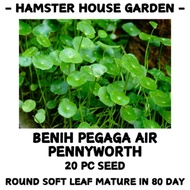 HSK [20pc] PENNYWORTH SEED | PEGAGA AIR | BENIH SAYUR