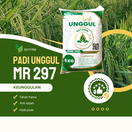 BENIH PADI MR297 TERBARU Kemasan 5Kg kualitas Unggul bibit padi
