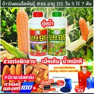 ส่งฟรีทุกชุด‼️ ปุ๋ยน้ำบูม99 แถมเสื้อ+จับใบ สำหรับข้าวโพด เร่งฝักอวบ ใหญ่ ได้น้ำหนัก