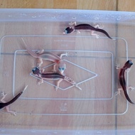 Baby Leopard Gecko Super Snow Eclipse Line Super Pied
