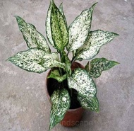 Tanaman Aglaonema spring snow (Aglaonema sp.)