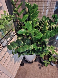 盆栽植物；手種金錢樹;會開花；連盆