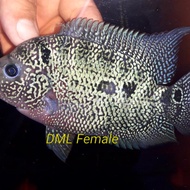 Ikan Louhan Female/betina F3