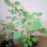Pokok Kucing Galak (Herba)
