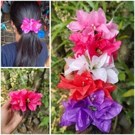 Bougainvillea Harnet