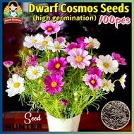 100pcs/bag Mixed Color Dwarf Cosmos Flower Seeds Gesang Cosmos Bipinnatus Flowering Plant Seed Bonsa