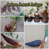 PAKET ISI 3 BIBIT BAHAN BONSAI KELAPA MINION HE02883