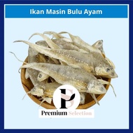 IKAN MASIN BULU AYAM LOCAL TEMPATAN SEKINCHAN salted fish