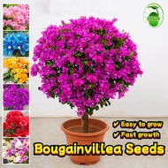 80 Seeds/pack Bonsai Bougainvillea Seeds - Assorted Bougainvillea Flower Seeds for Planting Potted F
