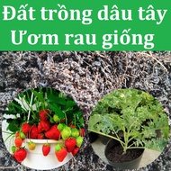 Strawberry soil 1kg (5dm3) - Soil for growing many types of vegetables