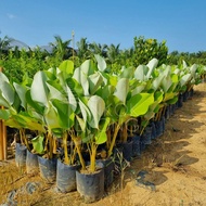 TKL - Big Size Calathea Lutea 80-90cm (Polybag 14x14) 大叶乒乓叶竹芋 80-90cm