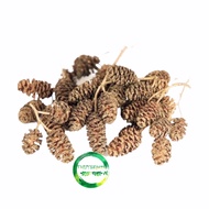 ALDER CONES Dried Pine CONES (Erlenzaphen) - Pine CONES help reduce stress - shrimp accessories
