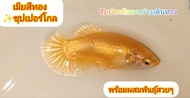ปลากัดสีทอง 1 ตัวเมีย💥พร้อมผสมไข่แน่นเต็มท้อง💛ปลากัดชุปเปอร์โกล ปลากัดสีทองล้วน ปลากัดสวยๆ ปลากัดสีมงคล ปลากัดสวยงามโชว์สวยๆ เมีย 1ตัวขนาด 1.2-1.5 ตัวใหญ่พร้อมผสม
