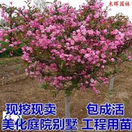 Anak Pokok Begonia Rumah Barat Wayar Gantung Bunga Bonsai Anak Benih Bunga Begonia Amerika Utara Halaman Rumah Anak Beni