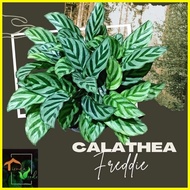 ✴ ♂ ✻ Calathea Freddie Live Plants