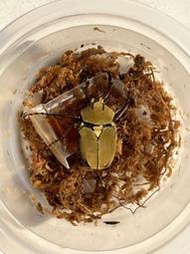 【山羊食蟲植物-昆蟲專區】台灣角金龜 鹿角金龜 可動模型 成蟲 (鍬形蟲、金龜、甲蟲、兜蟲)