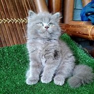 anak kucing anggora/kitten persia betina/kucing persia flatnose betina