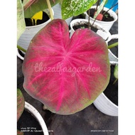 THEZALFASGARDEN - KELADI RED APPLE / RED APPLE CALADIUM / KELADI THAI / THAI HYBRID