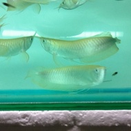 Arwana Silver Albino 45-47cm
