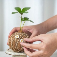 【水苔球DIY材料包】-贈三吋盆植物/新增聖誕圖釘/交換禮物/聚會