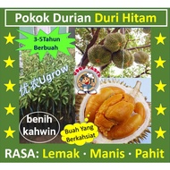 Anak Pokok DURI HITAM/ D200 黑刺榴莲苗 Sapling Durian Black Torn