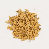 millet Sprout seed (setariae germinatus) fructus Rice-grain Sprout Gu Ya 生谷芽