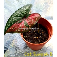 Keladi Cat Tumpah (CALADIUM)