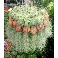 Pokok Gantung hiasan Janggut Adam/Misai Adam/Misai Ali (Actinostachys digitata sin. Schizaea digitat