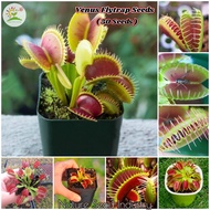 [Fast Germination]50pcs Venus Flytrap Seeds for Planting Potted Rare Carnivorous Plants Seeds Indoor