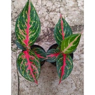 anakan aglaonema red borju lokal // bibit aglaonema red tedrdo 3771rn