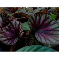 Begonia Candy Stripe/Multi colour Begonia