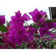 Bunga Kertas / bougainvillea flower 2 keratan batang