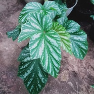 Tanaman Begonia Rex Walet