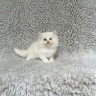 Kucing persia flatnose putih odd eye jantan