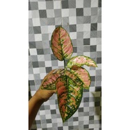Sindo - Aglaonema Ruby Fanta Plant 21346 by Dading Jayaning Guide to Successful Growth in Singapore's Climate au19