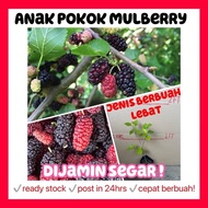 Rina • anak pokok mulberry • cepat berbuah hybrid lebat fruit sapling fruits morus alba tree gardening live plant