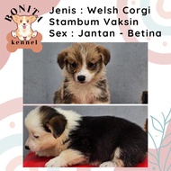 Long Hair Welsh Corgi Stambum Anak Anjing Corgi Jantan Betina