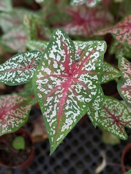 Caladium White Splatter - Beautiful Multi-Colour Easy Care House Plant