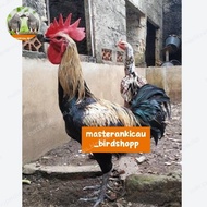 ayam indukan sepasang pelung produksi mewah super