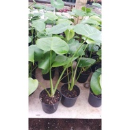 Monstera King - Baby Monstera King - Tanaman Hias