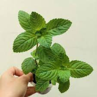 bibit tanaman daun cincau hitam/janggelan bibit cincau hitam bibit janggelan tanaman langka