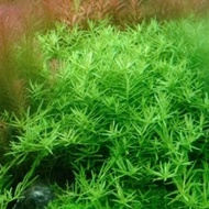 Rotala Green/ green rotala 7 stem