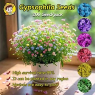 100% Original Mixed Colors Gypsophila Seeds Fresh 200pcs Benih Pokok Bunga Gypsophila Flower Seeds F