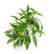 △ ✔ ⎔ ㍿ ▸ ∆ serpentina seeds for planting ( 25seeds)