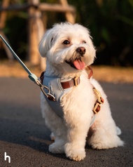 Hundur Gelato Harness: Peppermint Choco🩵🤎 เสื้อรัดอกสุนัข🐶